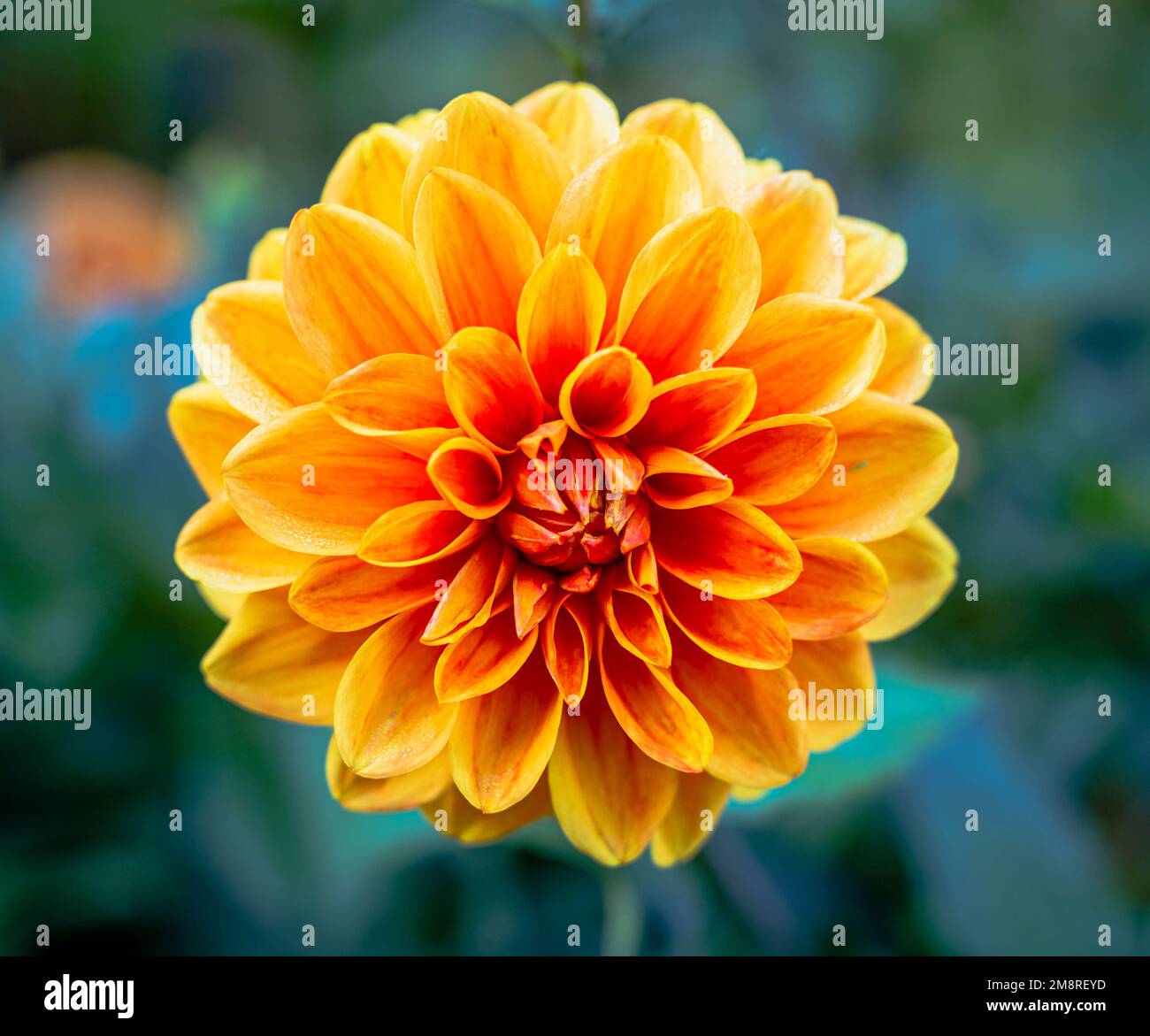 single orange Dahlia flower with bokeh background Stock Photo