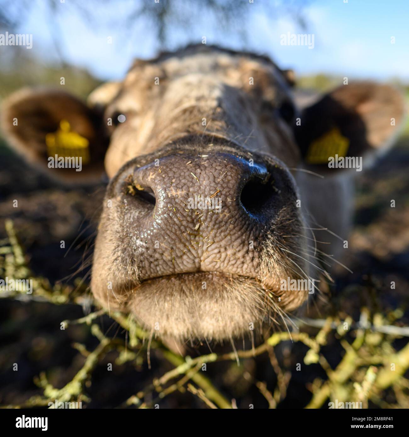 Close up of cow's wet nose Stock Photo