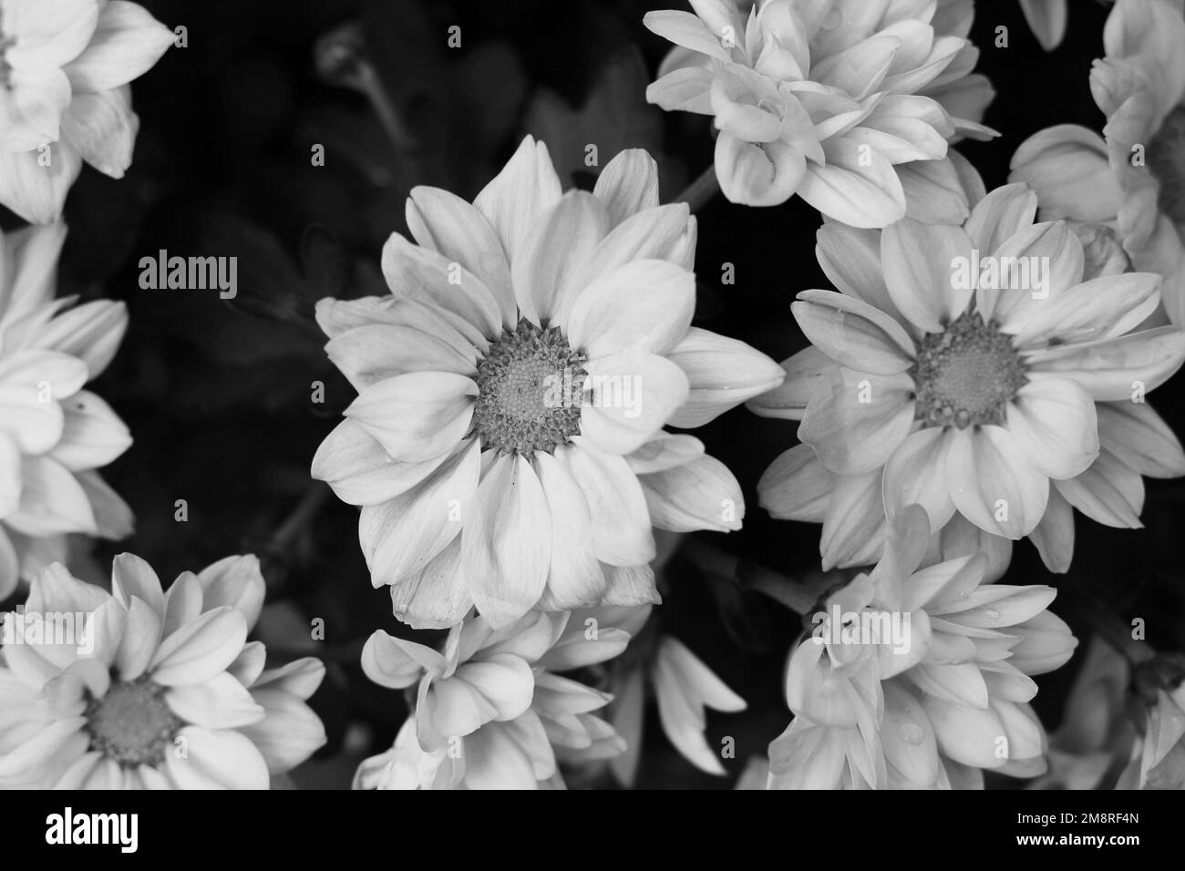 Beautiful bouquet of bright summer daisies in full bloom in a black and