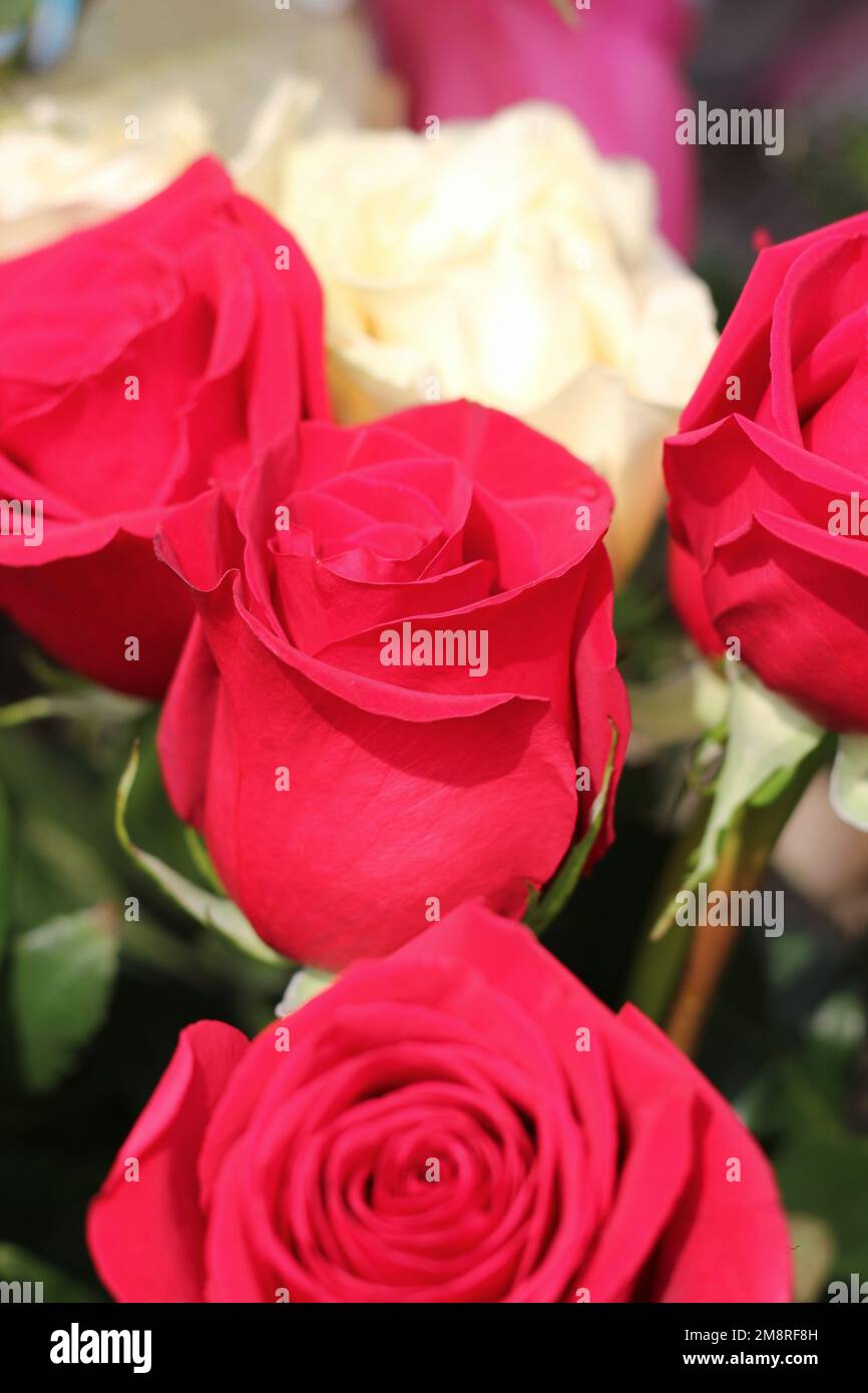 Beautiful typical common bouquet of roses and fresh flowers Stock Photo ...