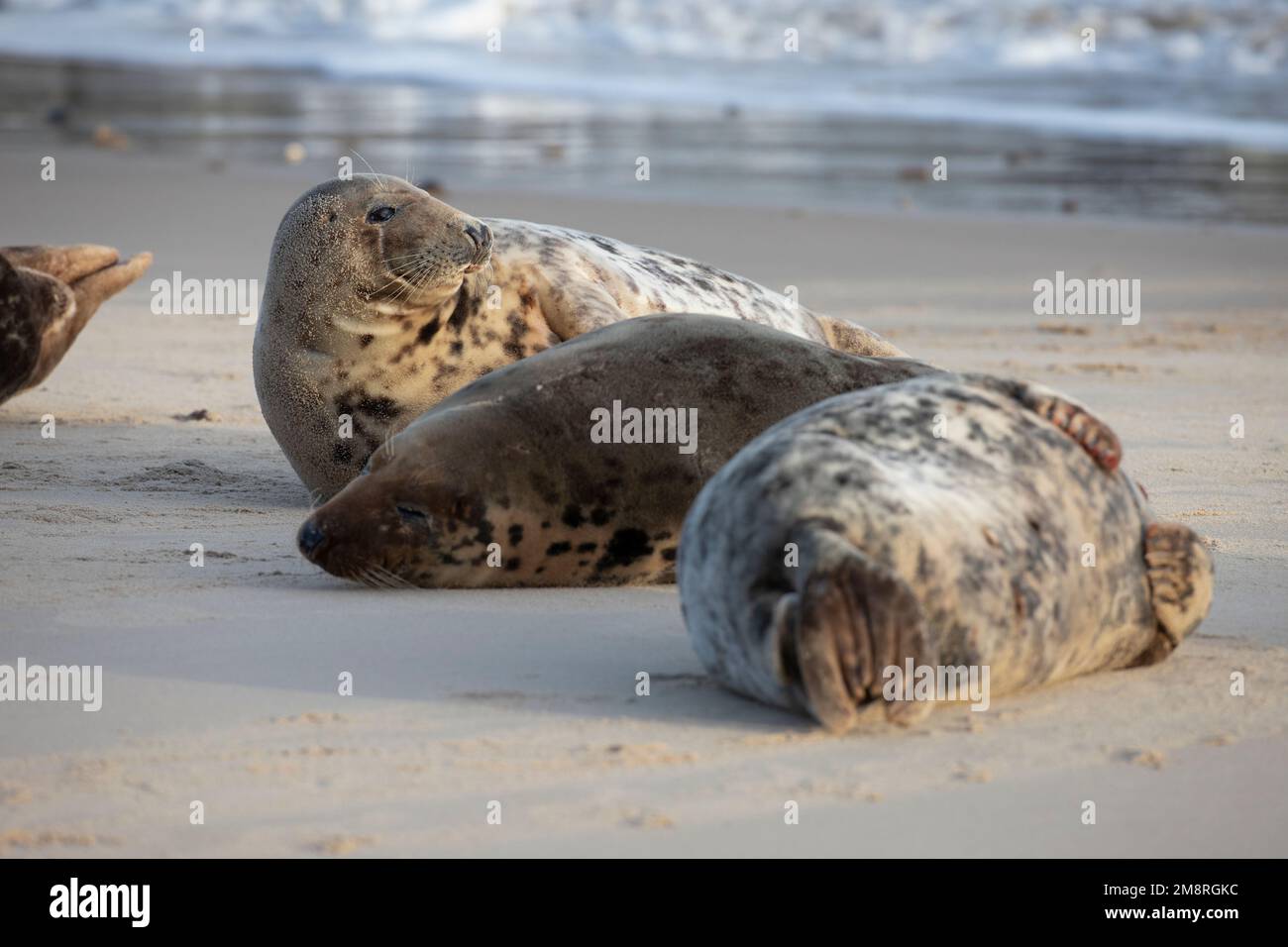 A group of female Atlantic grey seals resting on Waxham beach in