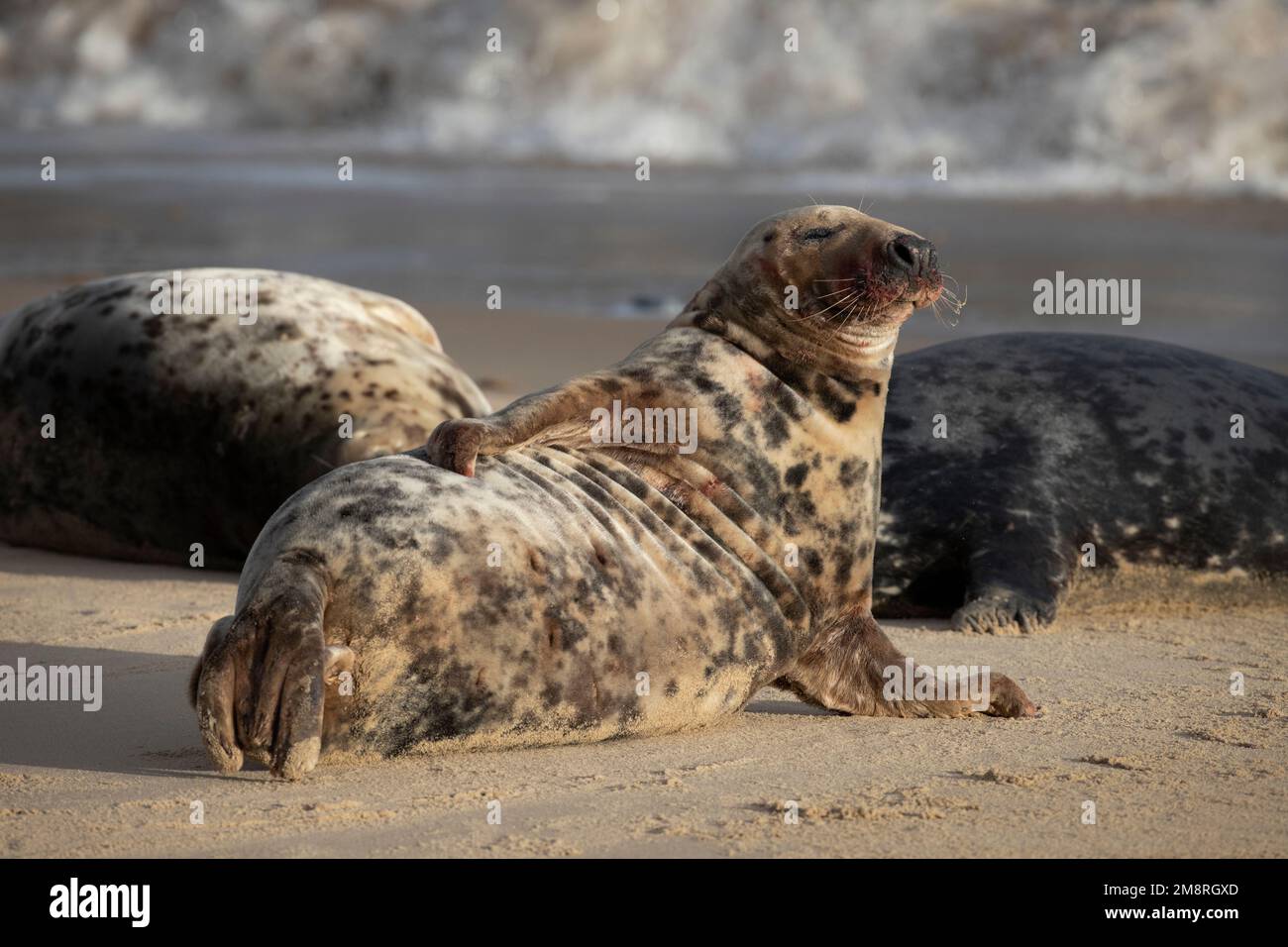 A female adult Atlantic grey seal grooming herself on Waxham beach in Norfolk, January 2023 Stock Photo