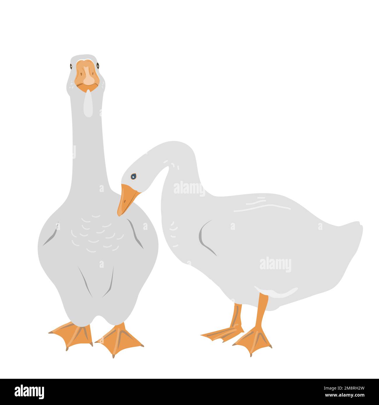 Male and female geese Cut Out Stock Images & Pictures - Alamy