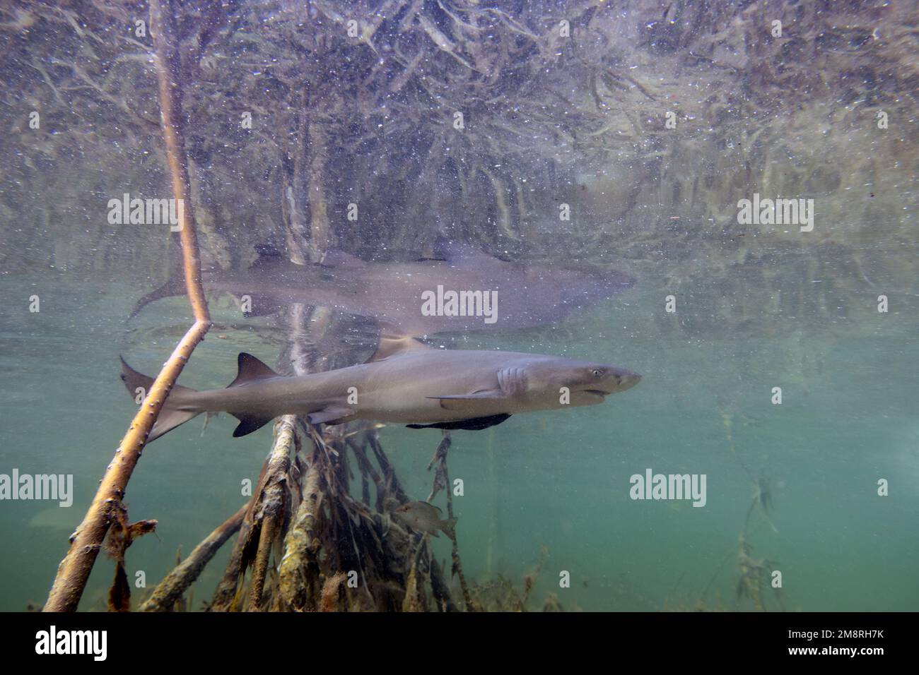 Juvenile Lemon Shark (Negaprion brevirostris) in the mangroves of North