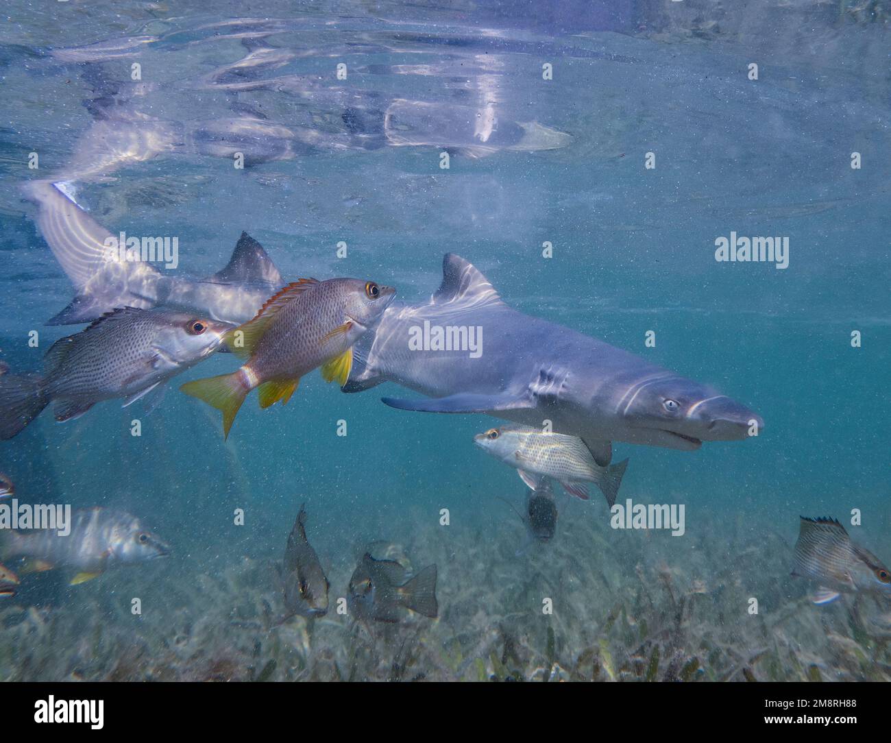 Juvenile Lemon Shark (Negaprion brevirostris) in the mangroves of North