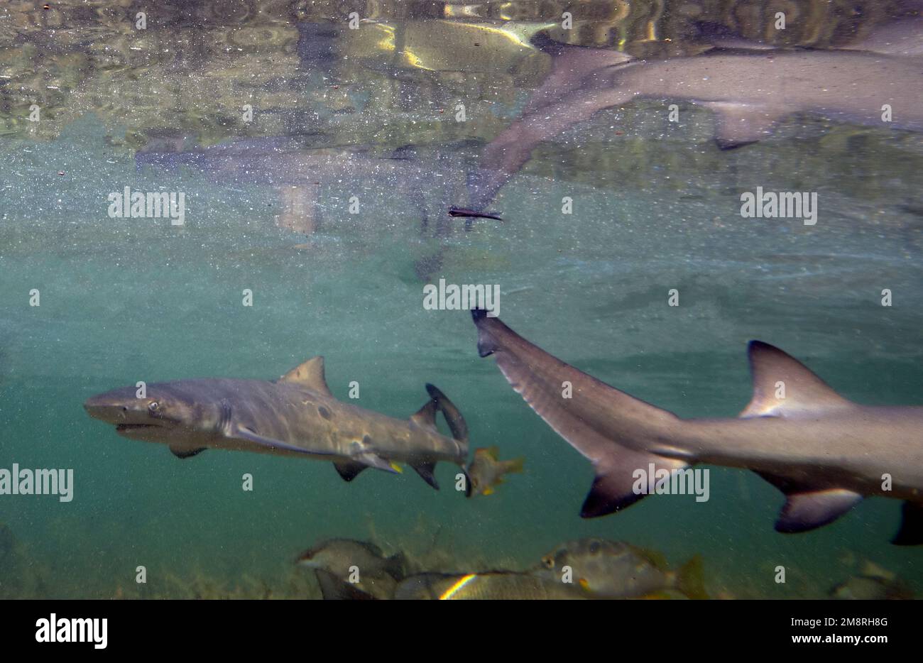 Juvenile Lemon Shark (Negaprion brevirostris) in the mangroves of North