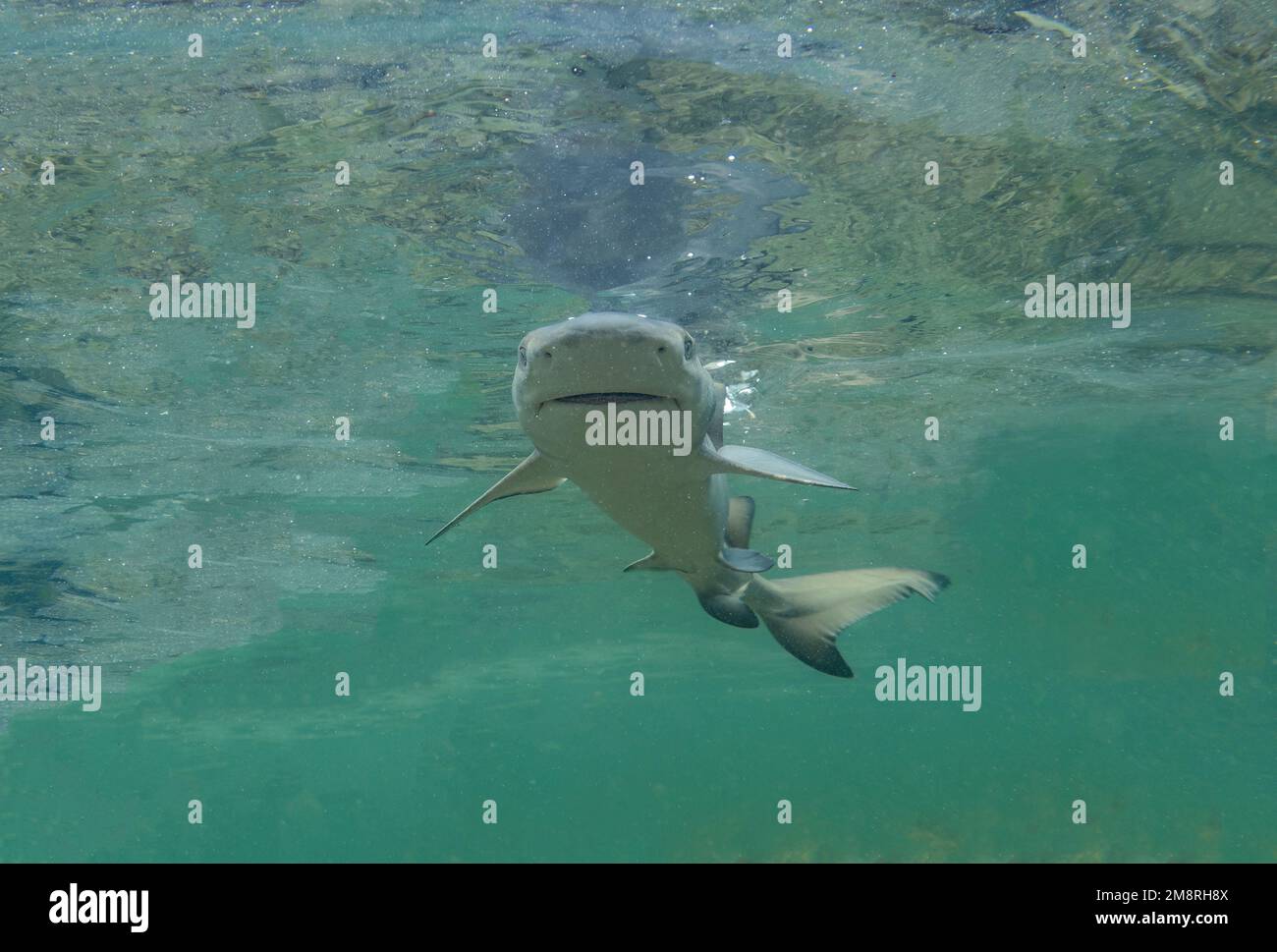 Juvenile Lemon Shark (Negaprion brevirostris) in the mangroves of North