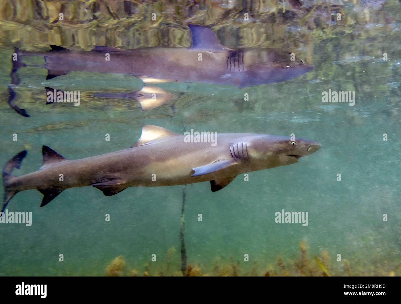 Lemon shark pup hi-res stock photography and images - Alamy