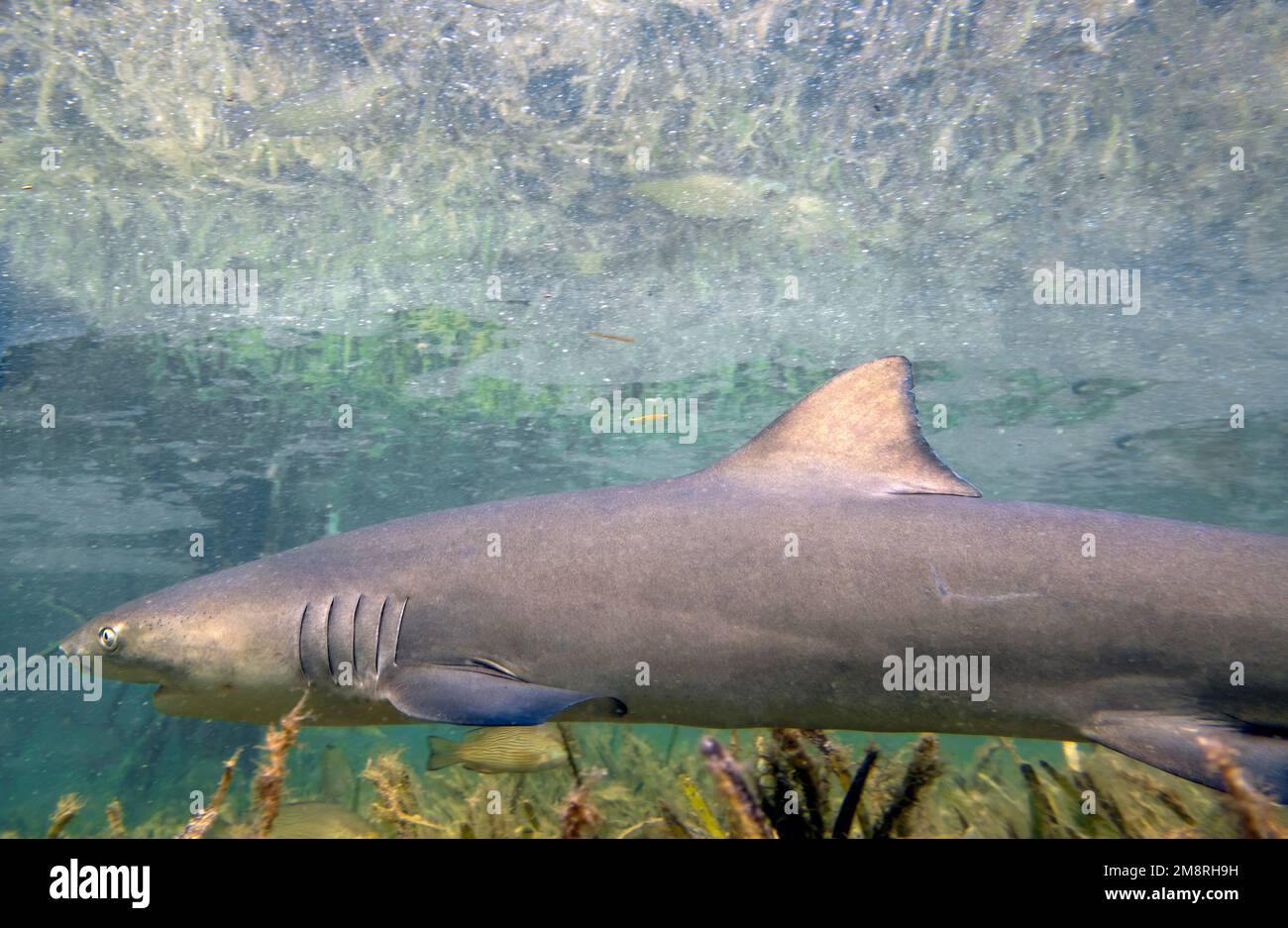 Juvenile Lemon Shark (Negaprion brevirostris) in the mangroves of North
