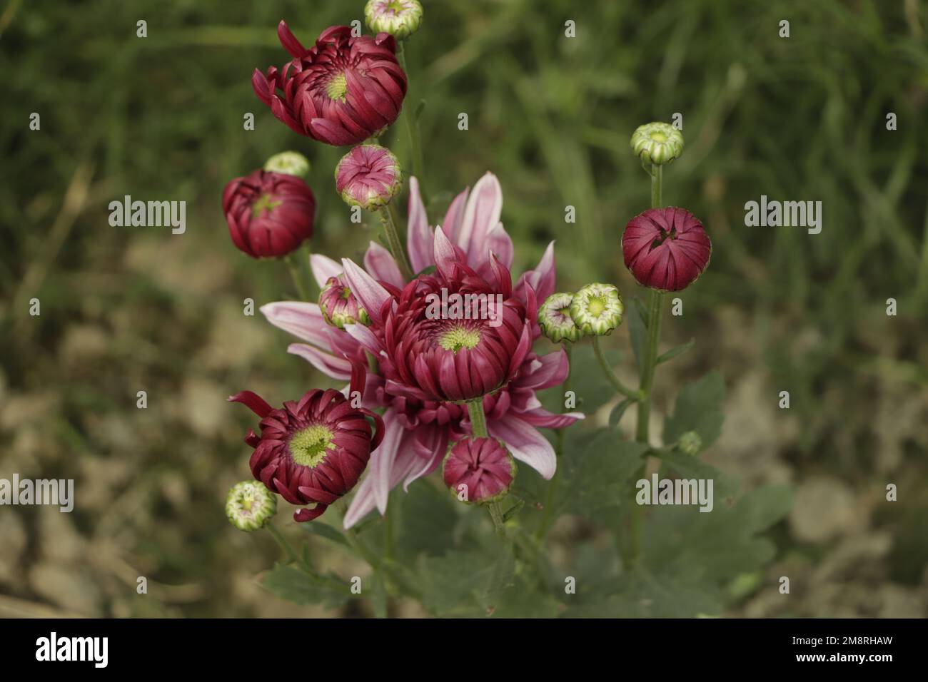 chrysanthemum flower - garden flower- Background Stock Photo
