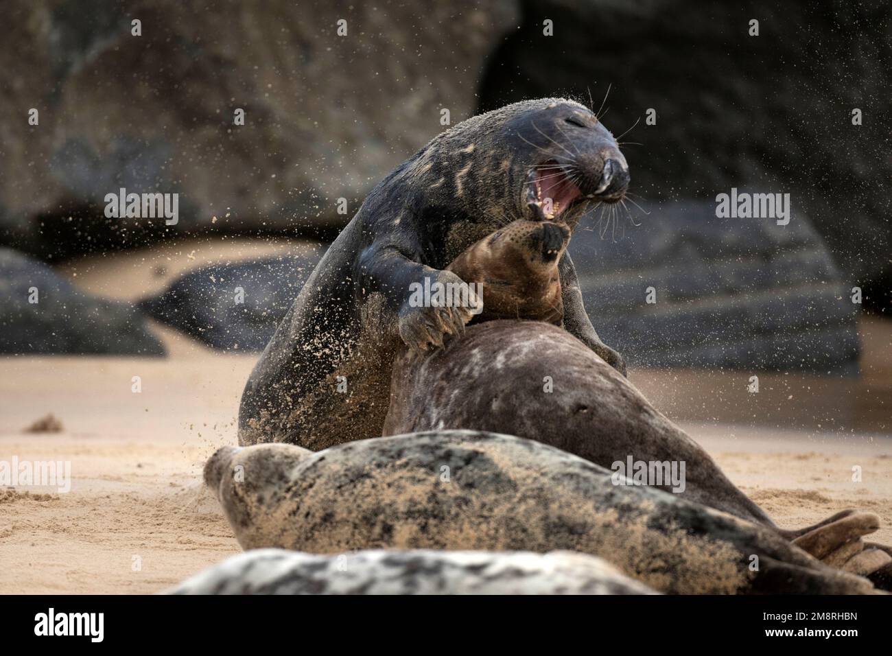 A male Atlantic grey seal searching for a female to mate with on Waxham beach in Norfolk January 2023 Stock Photo