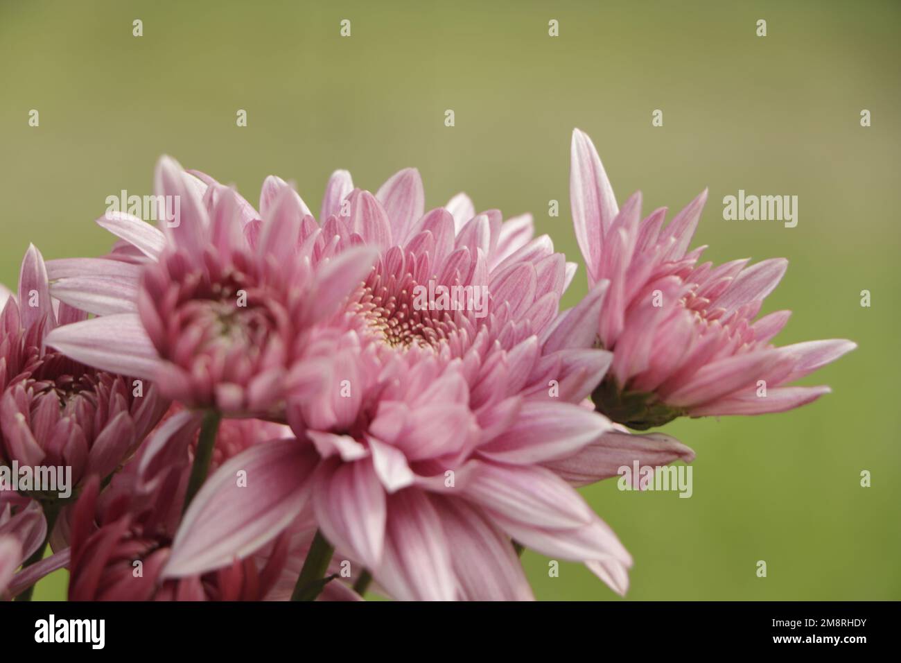 Pink chrysanthemum flowers macro image, floral vintage background Stock Photo