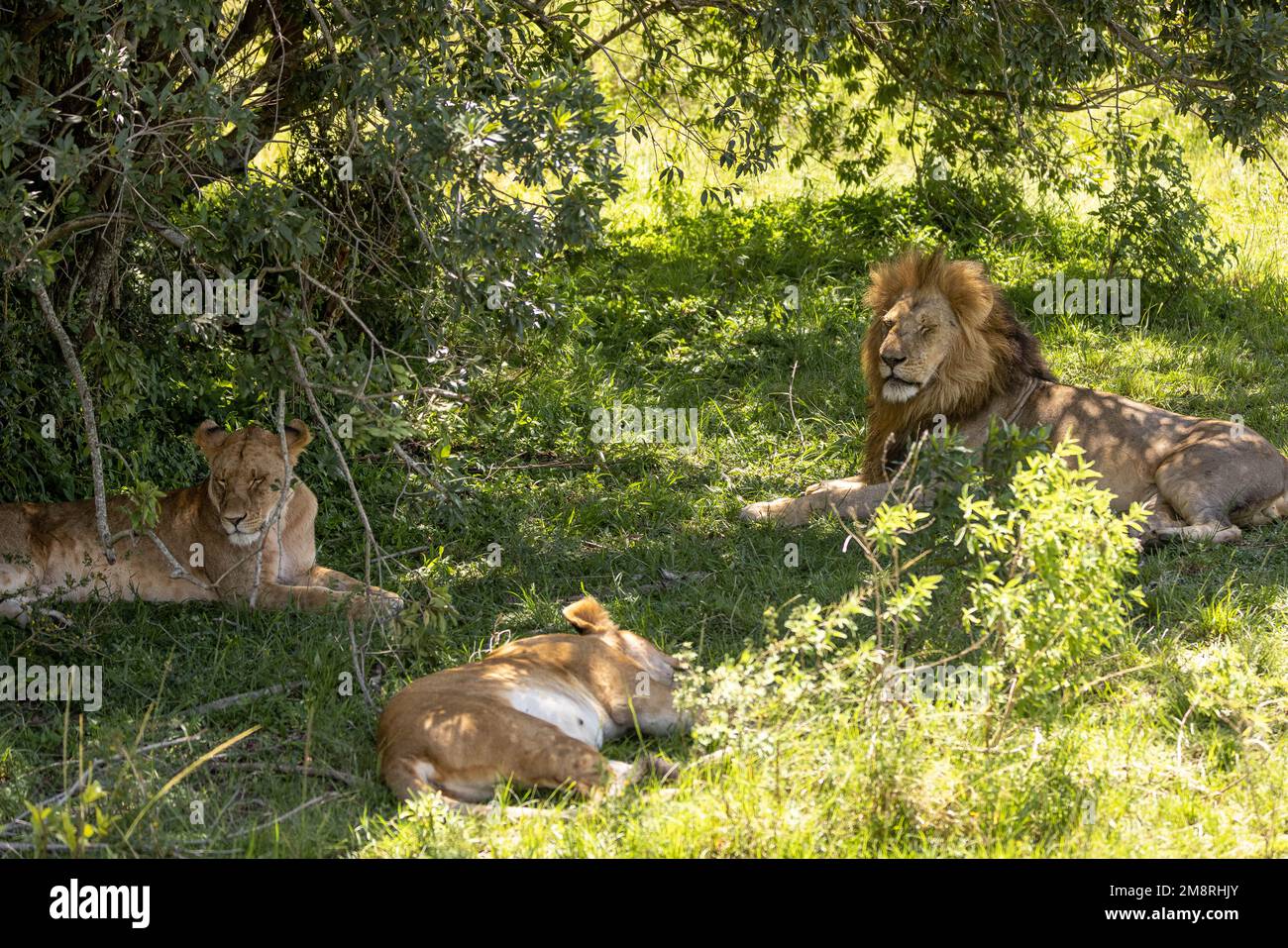 Lions in the bush hi-res stock photography and images - Alamy