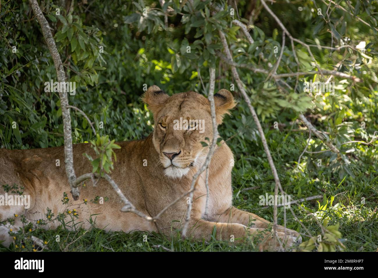 Lions mating in the bush Stock Photo - Alamy
