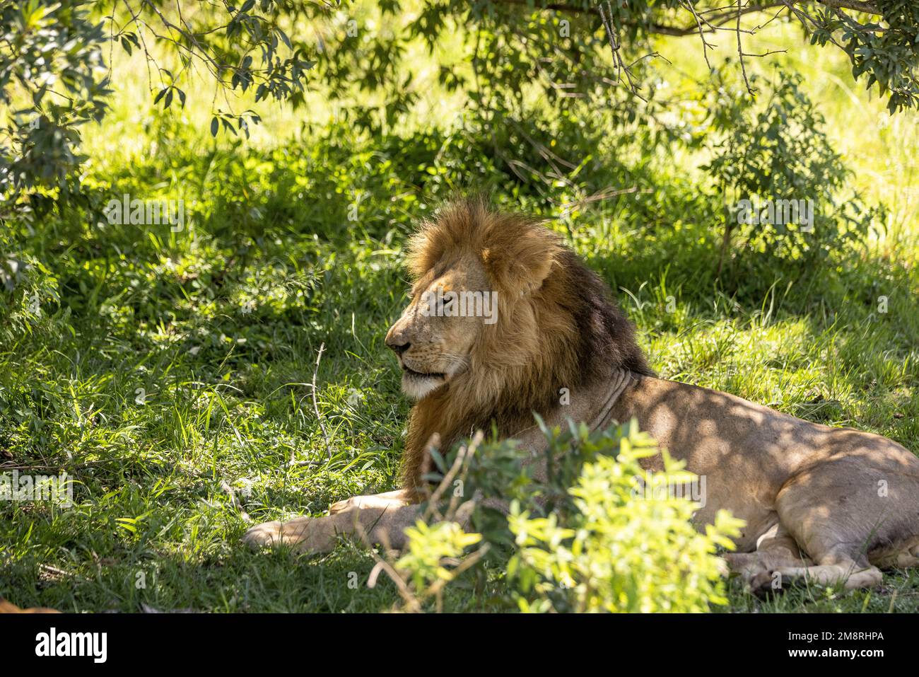Lions mating in the bush Stock Photo - Alamy