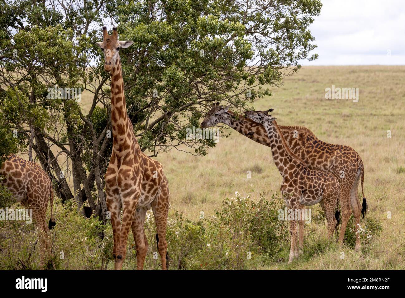 Giraffes graze in the Masai Mala Stock Photo - Alamy