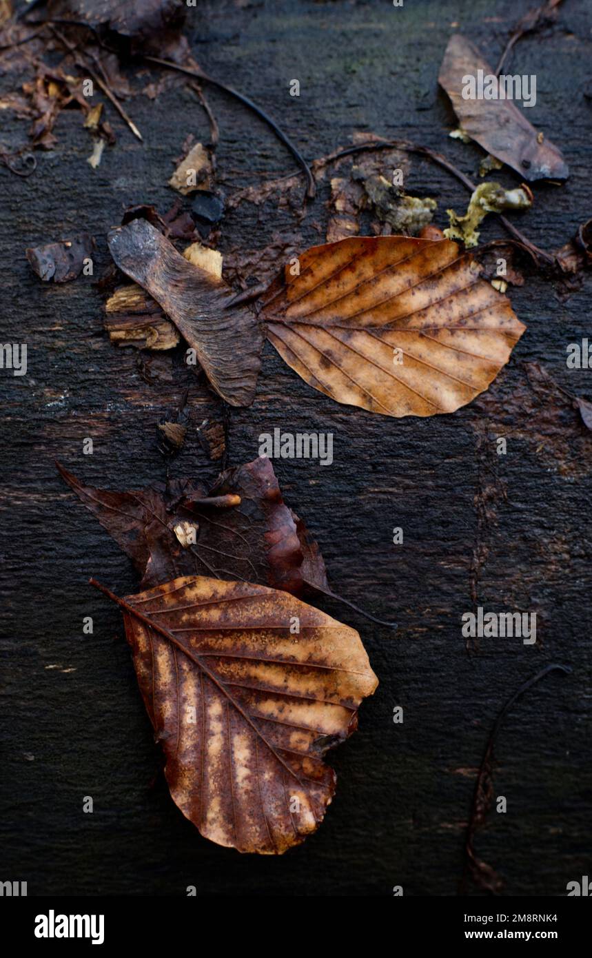 still life of brown withered leaves and a maple fruit (Samara) on a dark wet wooden trunk Stock Photo