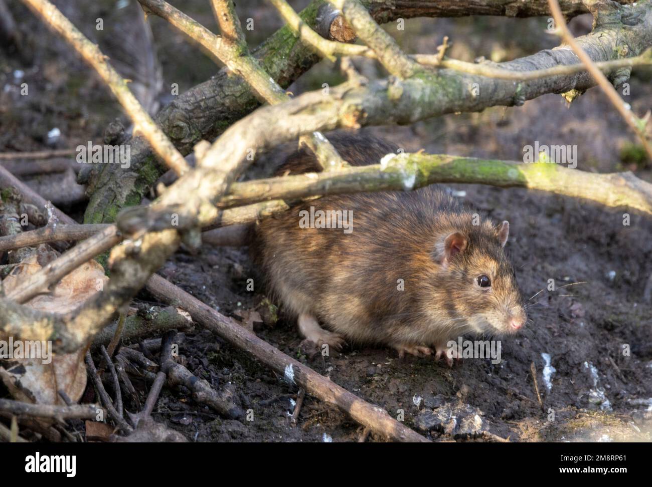 Long thought to have been responsible for the Black Death in Medieval Times, the Brown Rat spread from Asia about this time. But it was the fleas Stock Photo