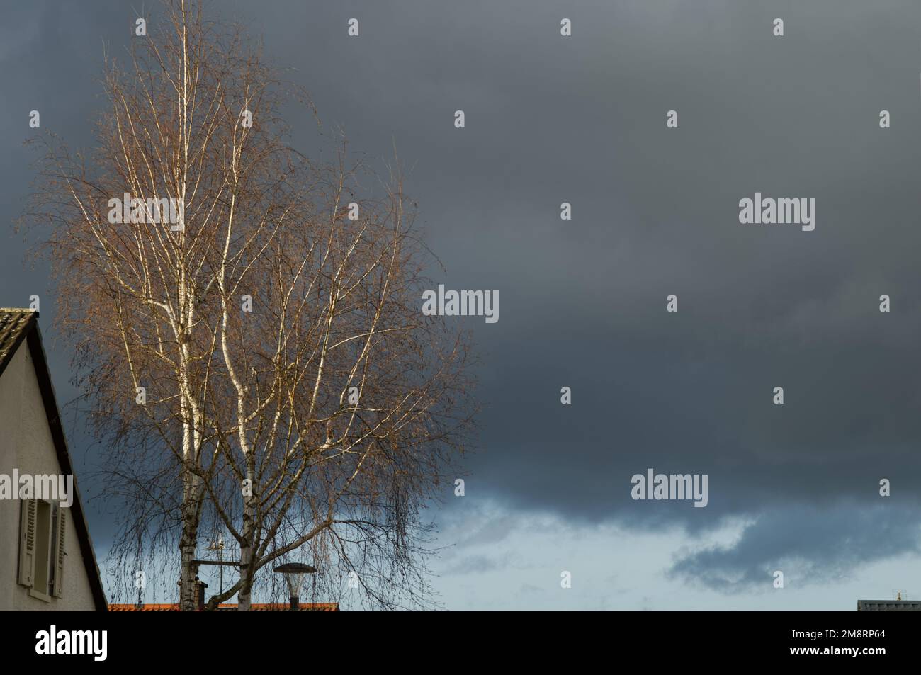 birch tree in atmospheric warm sunset light and part of a house gable with  the sky in blue-gray (free space on the right side) Stock Photo
