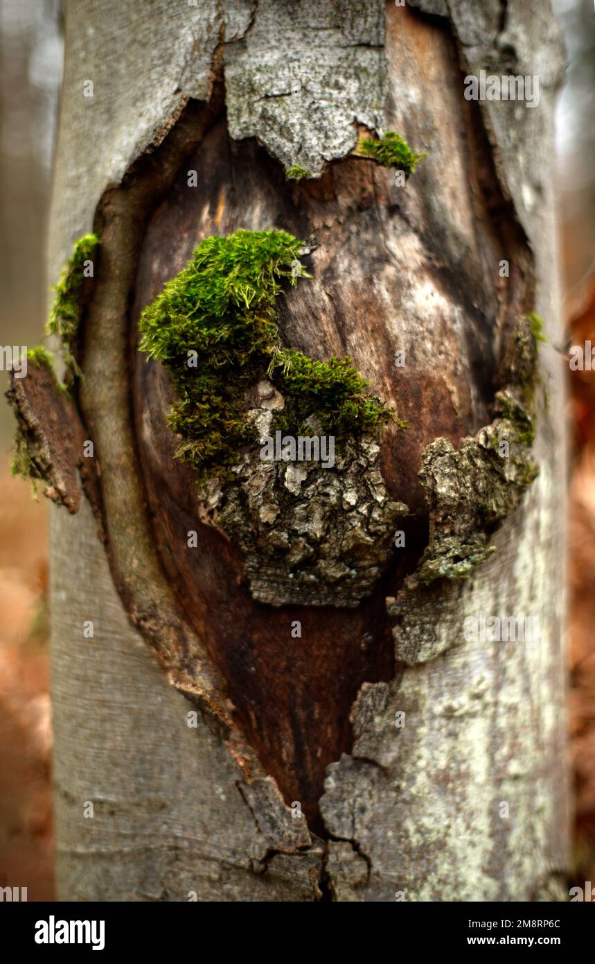 Heart shaped carving in the bark of a trunk with some moss (possibly symbolising kind of a broken heart), version 2 Stock Photo