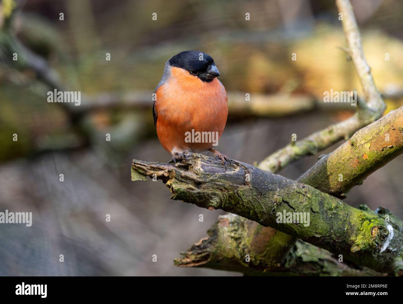 The spectacular colour of the male Bullfinch stands out as they visit the bird feeders in winter. They are shy and spend most of their time high up. Stock Photo