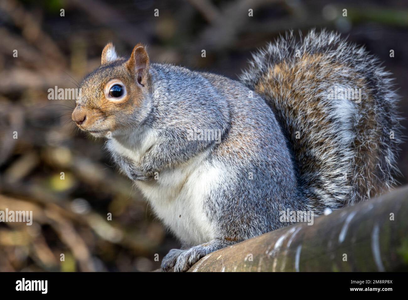 The introduced Grey squirrel is now a common sight in parks and gardens in the UK. They are intelligent creatures that have endeared themselves to us. Stock Photo