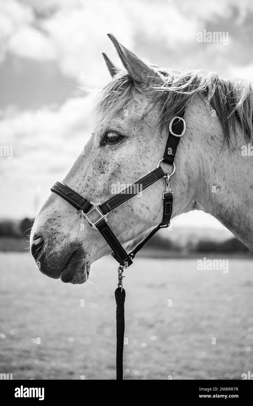 A grayscale profile shot of a beautiful horse resting outdoors Stock ...