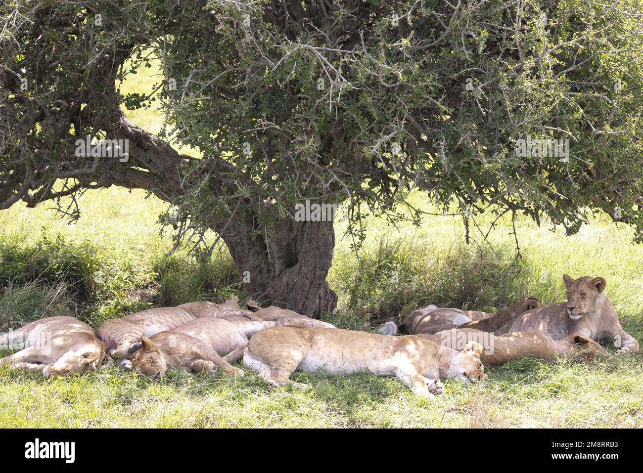 Cat in group of lions hi-res stock photography and images - Alamy