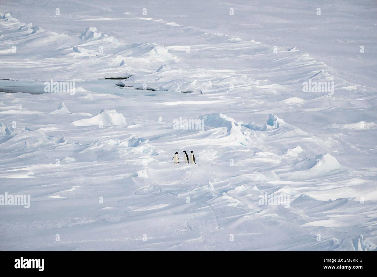 USCG Polar Star, Antarctica. 03 January, 2023. Adélie penguins waddle around pack ice, January 3, 2023 in the Southern Ocean. The penguins were sighted by the Coast Guard Cutter Polar Star en route to Operation Deep Freeze 2023 in the Antarctic. Credit: PO3 Aidan Cooney/U.S. Coast Guard/Alamy Live News Stock Photo