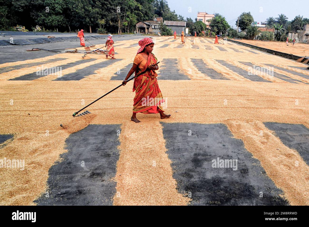 Santipur, India. 14th Jan, 2023. Female workers seen spreading out the Rice grains with rakes. Drying paddy grains is one of the most important steps before sending them to the Rice mill. By reducing the moisture level of the grain, the risk of bacteria is kept to a minimum for storage. Credit: SOPA Images Limited/Alamy Live News Stock Photo