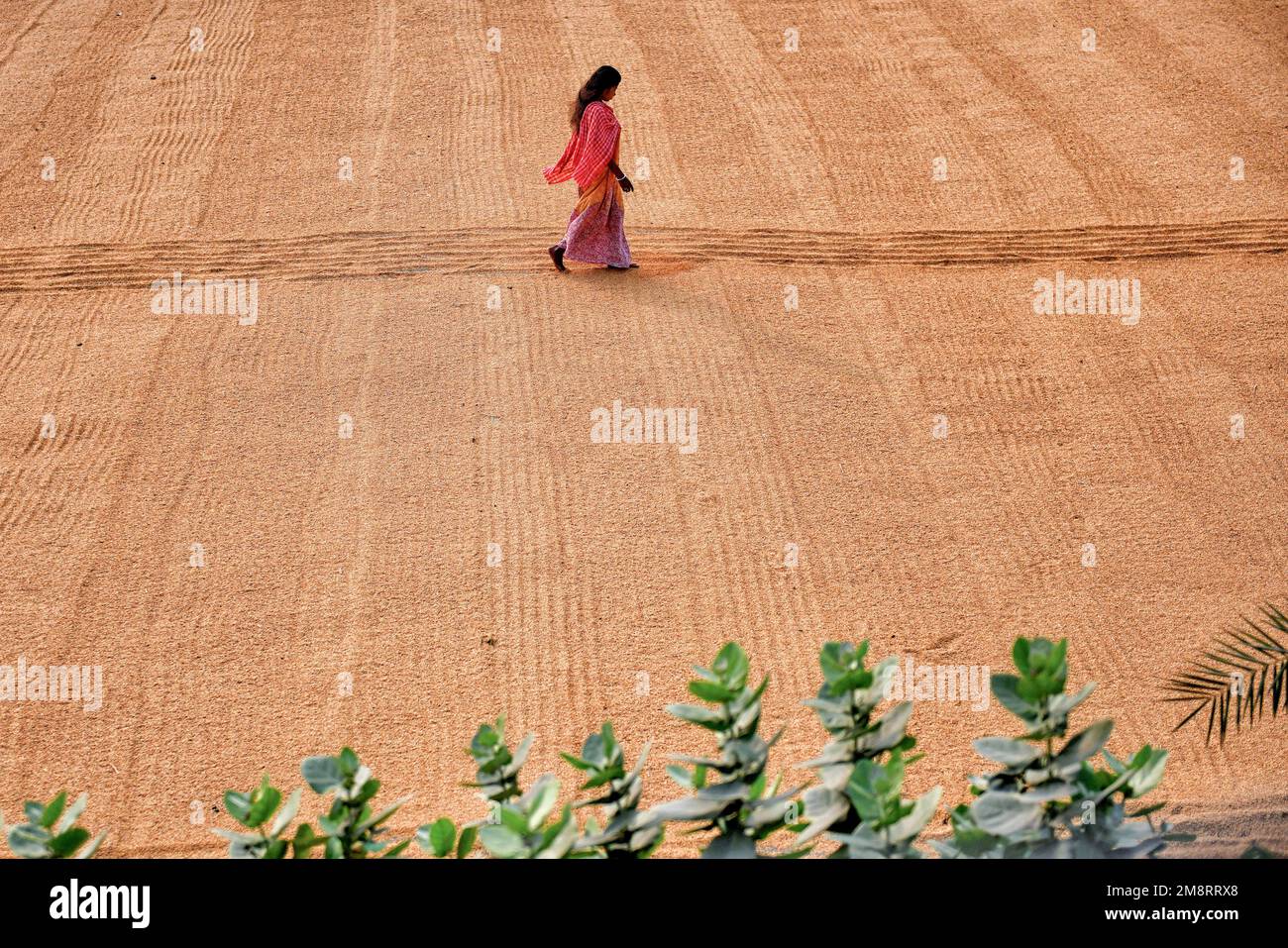 Santipur, India. 14th Jan, 2023. Female worker seen spreading out the Rice grains with a rake. Drying paddy grains is one of the most important steps before sending them to the Rice mill. By reducing the moisture level of the grain, the risk of bacteria is kept to a minimum for storage. Credit: SOPA Images Limited/Alamy Live News Stock Photo