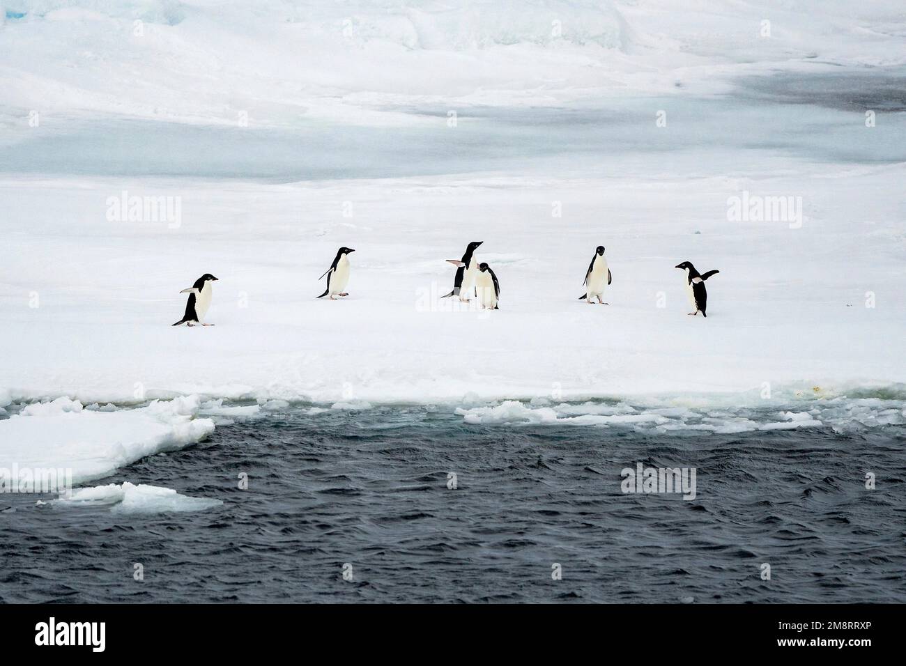 USCG Polar Star, Antarctica. 03 January, 2023. Adélie penguins waddle around pack ice, January 3, 2023 in the Southern Ocean. The penguins were sighted by the Coast Guard Cutter Polar Star en route to Operation Deep Freeze 2023 in the Antarctic. Credit: PO3 Aidan Cooney/U.S. Coast Guard/Alamy Live News Stock Photo