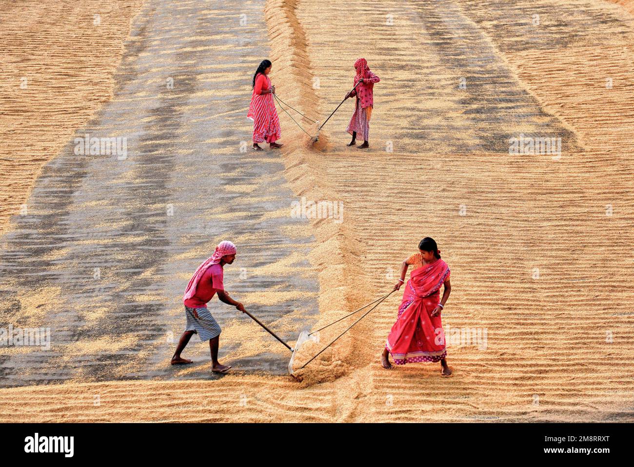 Santipur, India. 14th Jan, 2023. Workers seen creating long columns of rice before walking along and spreading the piles with their feet and rakes. Drying paddy grains is one of the most important steps before sending them to the Rice mill. By reducing the moisture level of the grain, the risk of bacteria is kept to a minimum for storage. Credit: SOPA Images Limited/Alamy Live News Stock Photo