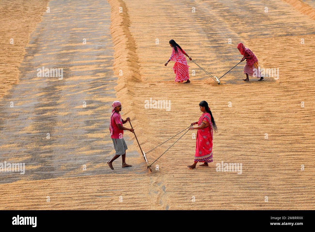 Santipur, India. 14th Jan, 2023. Workers seen creating long columns of rice before walking along and spreading the piles with their feet and rakes. Drying paddy grains is one of the most important steps before sending them to the Rice mill. By reducing the moisture level of the grain, the risk of bacteria is kept to a minimum for storage. Credit: SOPA Images Limited/Alamy Live News Stock Photo