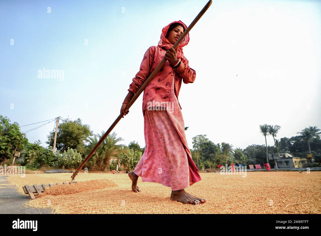 Santipur, India. 14th Jan, 2023. Female worker seen spreading out the Rice grains with a rake. Drying paddy grains is one of the most important steps before sending them to the Rice mill. By reducing the moisture level of the grain, the risk of bacteria is kept to a minimum for storage. (Photo by Avishek Das/SOPA Images/Sipa USA) Credit: Sipa USA/Alamy Live News Stock Photo