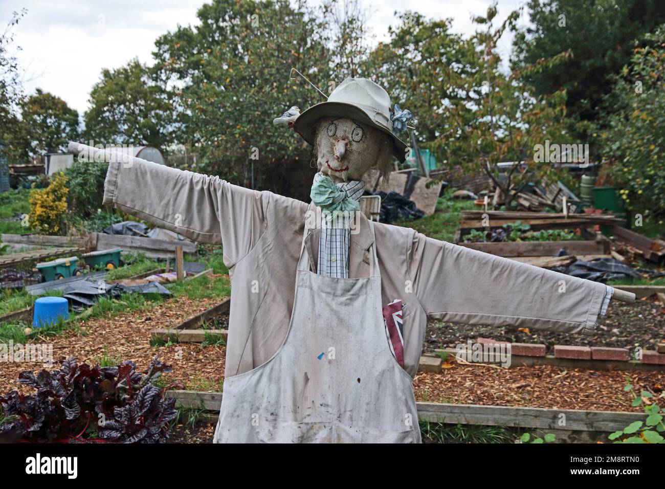Scarecrow on allotment, Oxhey, Hertfordshire Stock Photo