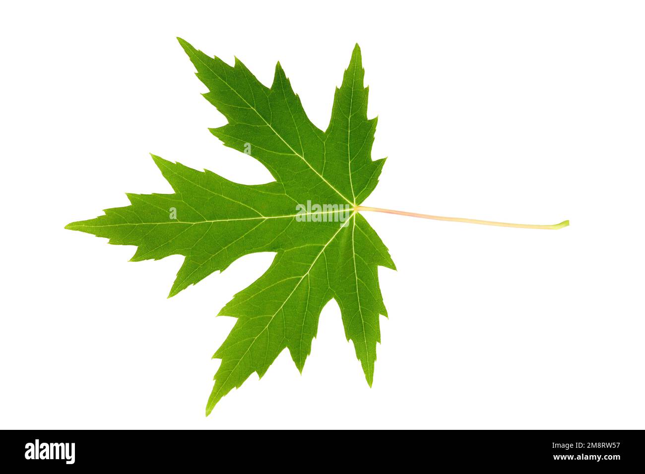 Green maple leaf isolated on white background Stock Photo - Alamy