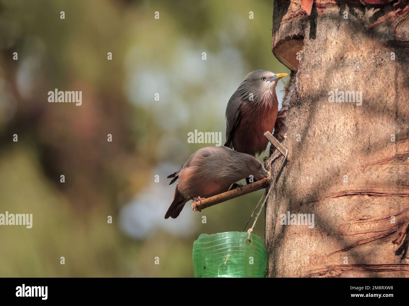 Starling birds drinking date palm juice from date palm tree Stock Photo