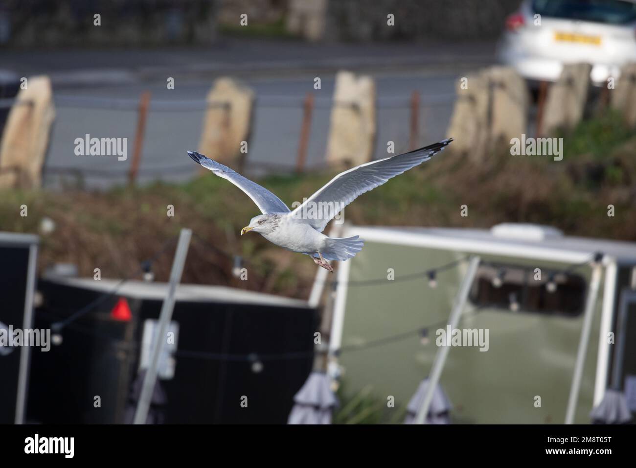 flying Seagull, Herring gull Stock Photo Alamy