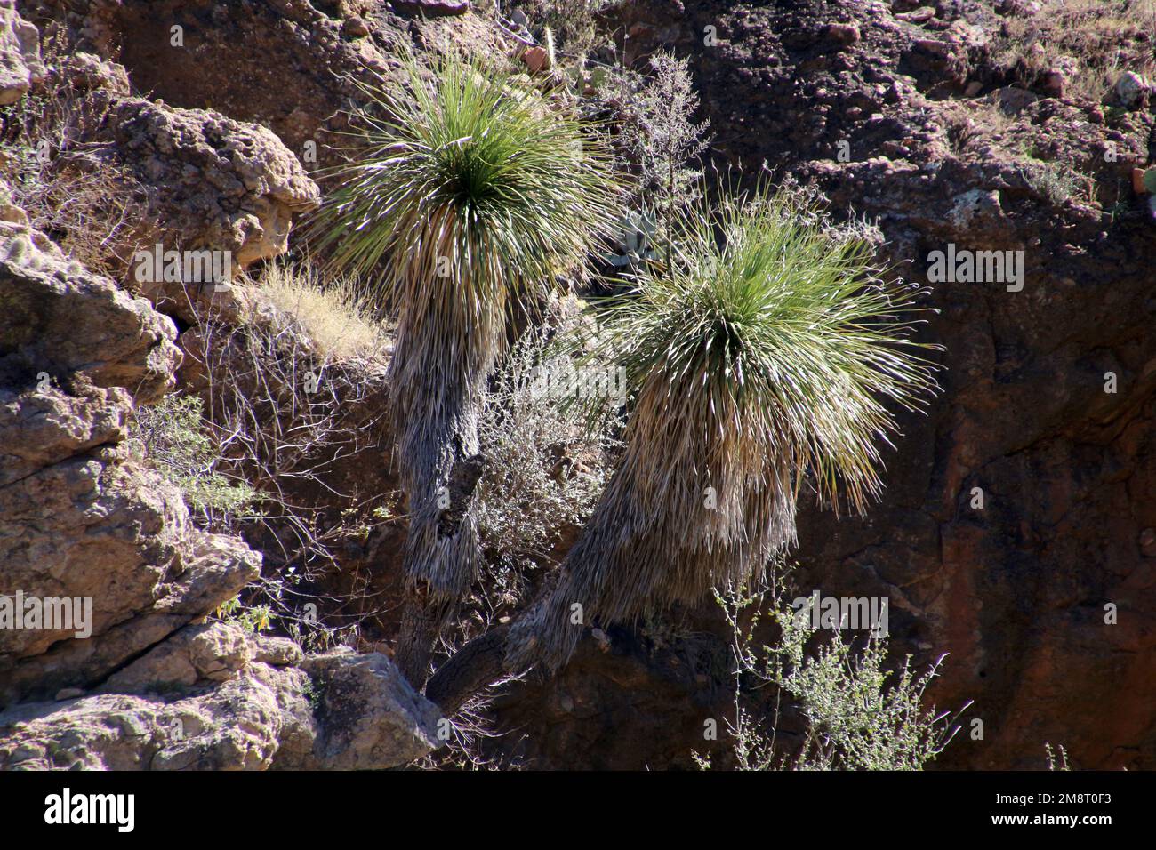 Mexican grass tree, Baja California Sur, Mexico Stock Photo