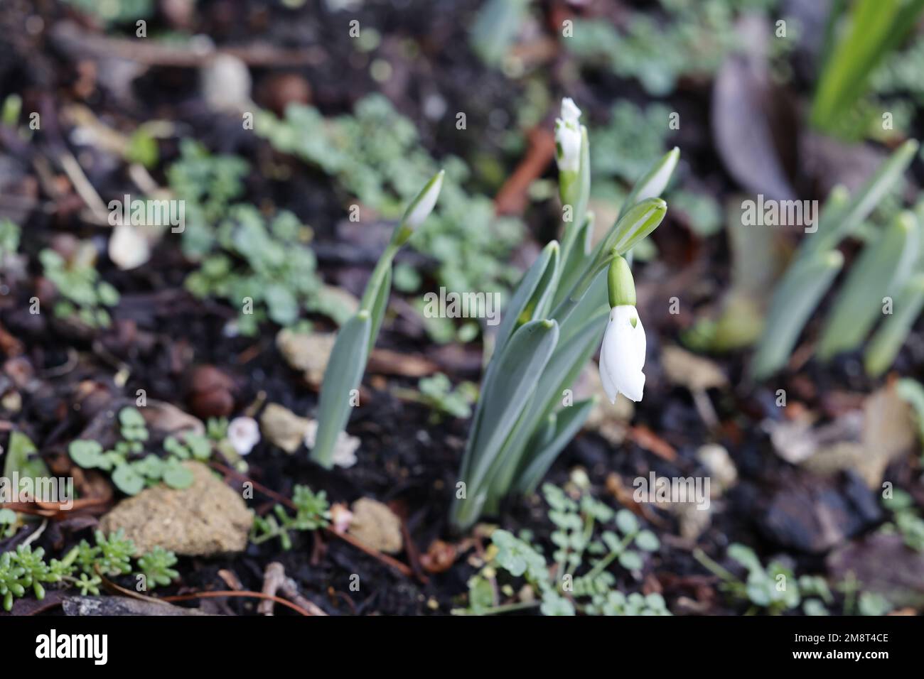 Snowdrops in early January, UK Stock Photo