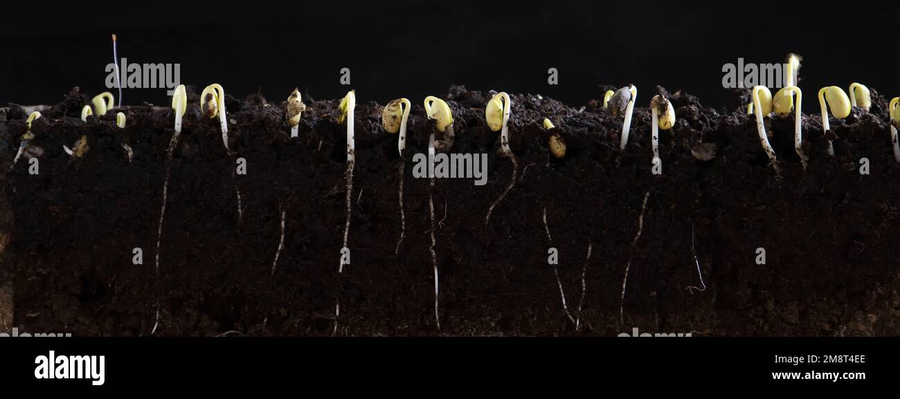 Sprouted soybean shoots with roots on a black background. Stock Photo