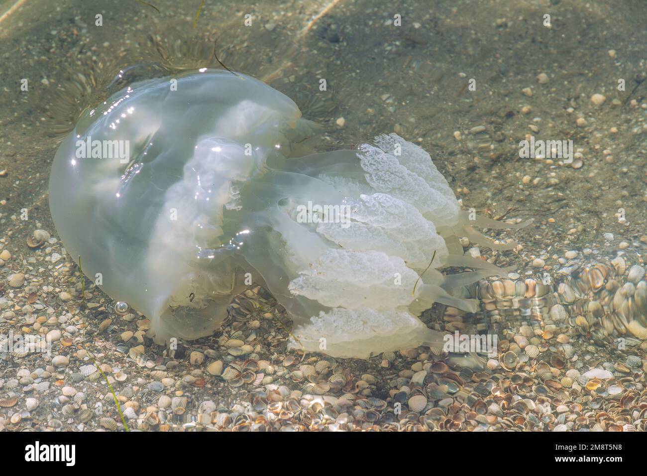 Big white jellyfish medusa in the water near the shore. Azov sea
