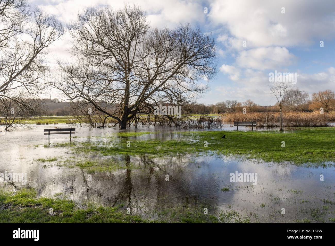 Swollen river Avon in Salisbury, Wiltshire, England, UK after heavy rainfall.  January 2023 Stock Photo