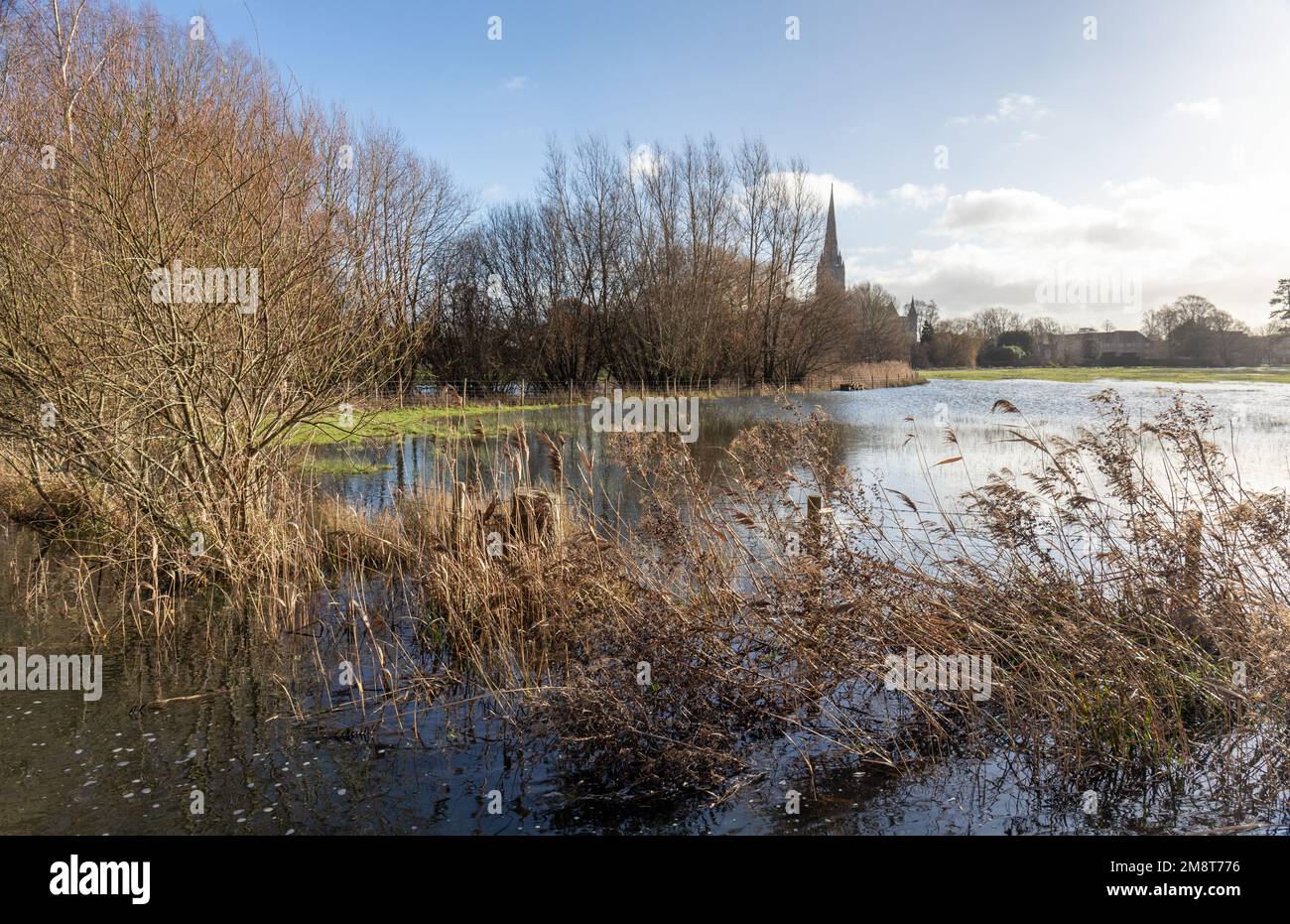 Swollen river Avon in Salisbury, Wiltshire, England, UK after heavy rainfall.  January 2023 Stock Photo