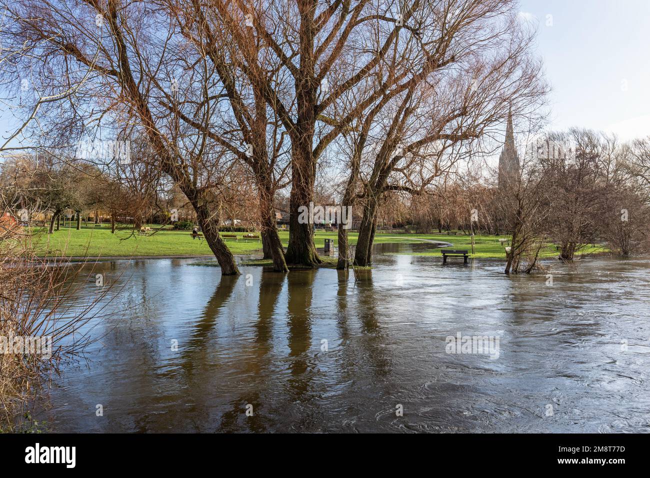 Swollen river Avon in Salisbury, Wiltshire, England, UK after heavy rainfall.  January 2023 Stock Photo