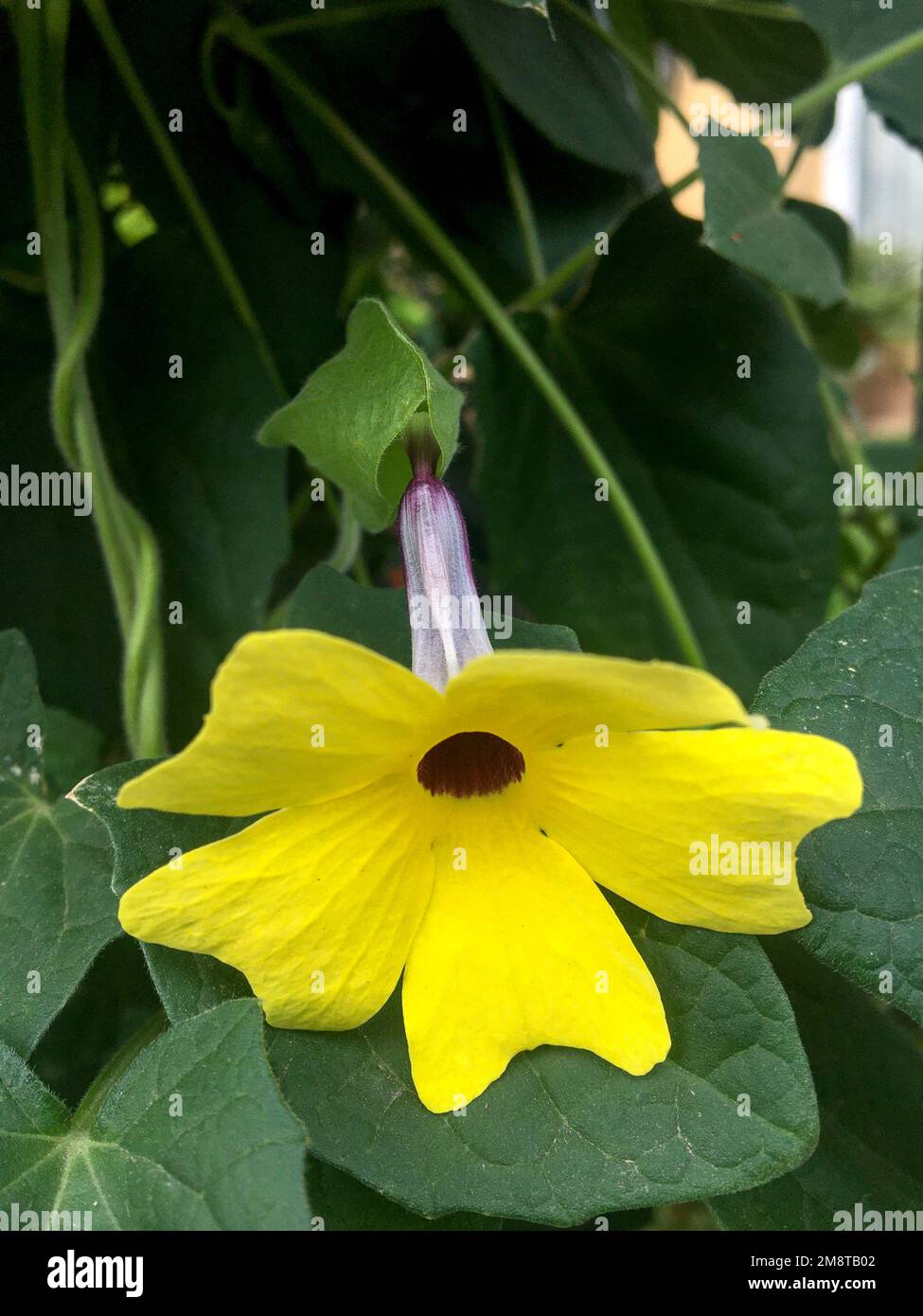 Orange poet's eye flower. Thunbergia alata Stock Photo