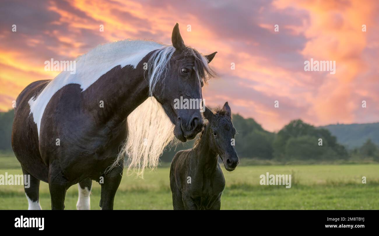 Mother horse with foal cuddling. The mare turns to its cute baby, one day old. Warmblood horse baroque type, barock pinto, at sunset, Germany Stock Photo