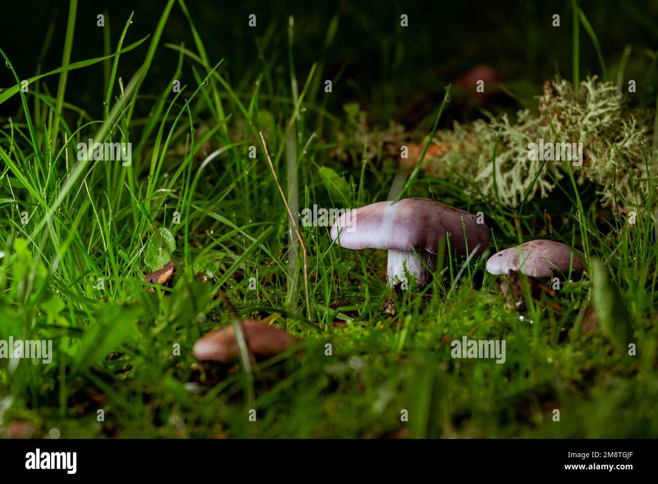 Wood Blewit (Lepista nuda) edible blue mushroom in a forest. Concept mushroom picking, wildlife, edible mushrooms Stock Photo