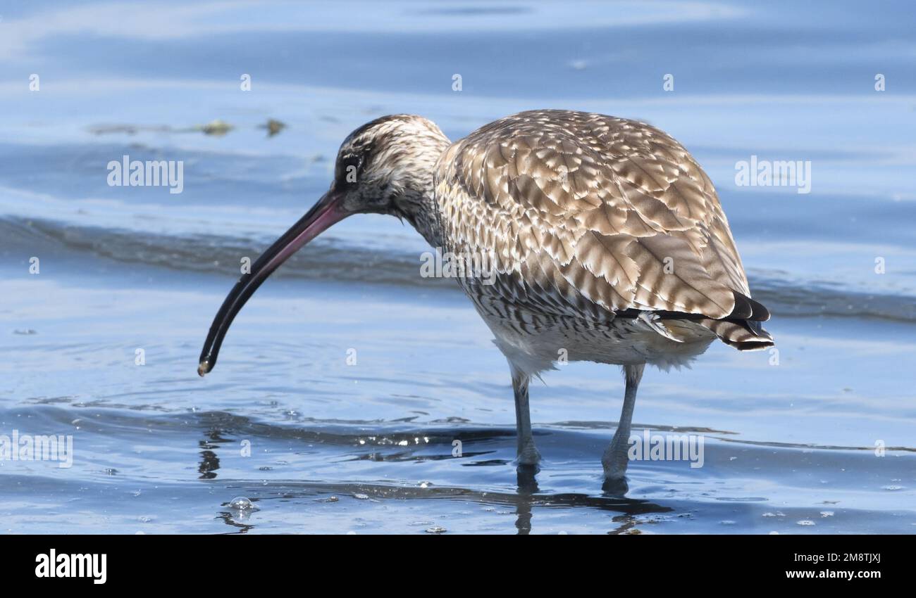 A hudsonian whimbrel (Numenius hudsonicus) searching for invertebrates in the shallow sea off the beach close to Paracas. Paracas, Peru. Stock Photo